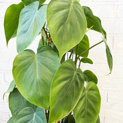 120 - 140cm Philodendron Scandens Pothos on Wire Pole 24cm Pot House Plant House Plant