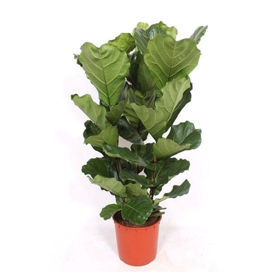 130 - 150cm Ficus Lyrata XL Tree Fiddle Leaf Fig 34cm Pot House Plant House Plant