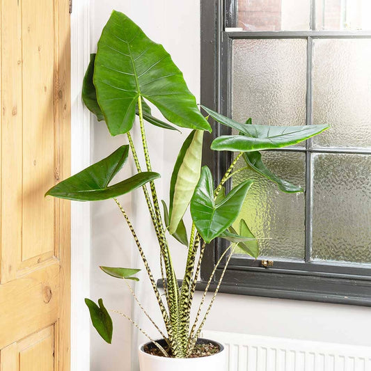 130 - 160cm XXL Alocasia Zebrina Elephant Ear 32cm Pot House Plant House Plant