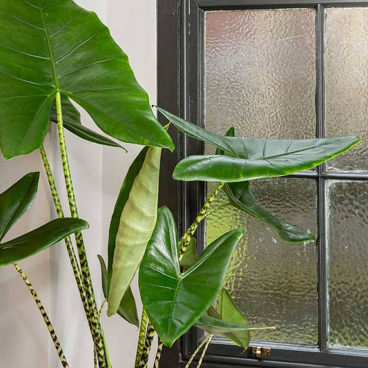 130 - 160cm XXL Alocasia Zebrina Elephant Ear 32cm Pot House Plant House Plant