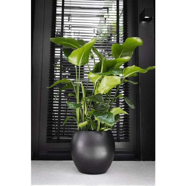 130 x 140cm Strelitzia Nicolai Bird of Paradise 31cm Pot House Plant House Plant