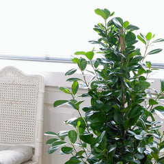 140 - 150cm Ficus Microcarpa Moclame 3 Stem Rubber Plant 27cm Pot House Plant House Plant