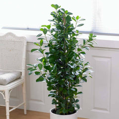 140 - 150cm Ficus Microcarpa Moclame 3 Stem Rubber Plant 27cm Pot House Plant House Plant