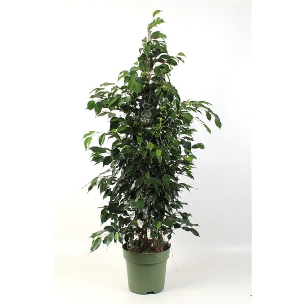 140 - 160cm Ficus Danielle Rubber Plant 27cm Pot House Plant House Plant