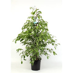 140 - 160cm Ficus Golden King Rubber House Plant 24cm Pot House Plant