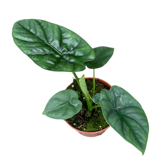 15 - 20cm Alocasia Lukiwan House Plant 10,5 cm Pot House Plant