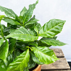 15 - 20cm Coffee Arabica House Plant 12cm Pot House Plant