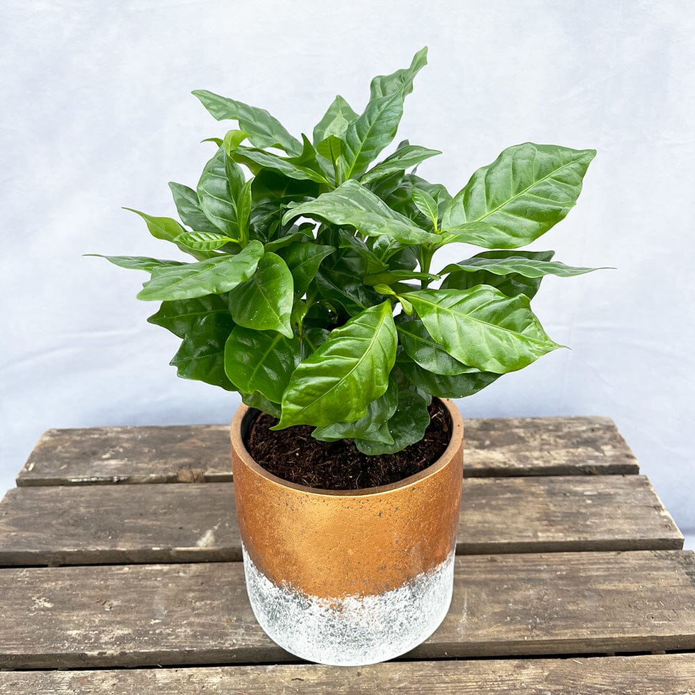 15 - 20cm Coffee Arabica House Plant 12cm Pot House Plant