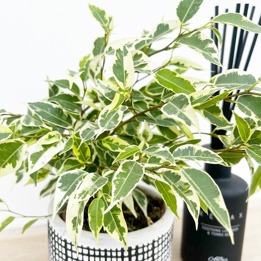 15 - 20cm Ficus Samantha Variegata Rubber House Plant 9cm Pot House Plant