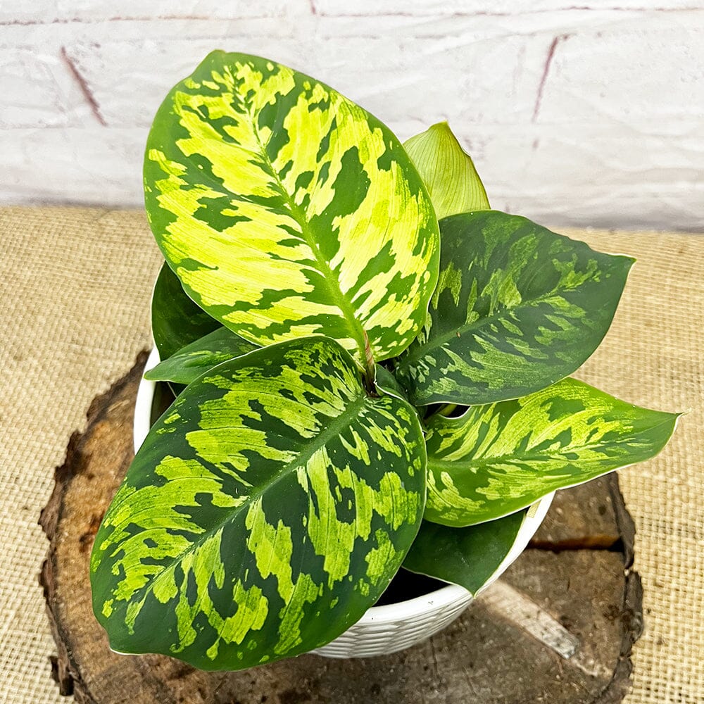 15 - 20cm Homalomena Camouflage Shield Plant 12cm Pot House Plant House Plant