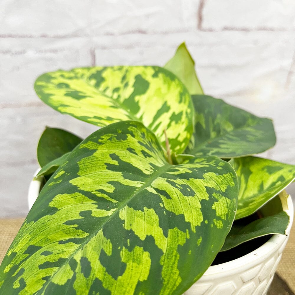 15 - 20cm Homalomena Camouflage Shield Plant 12cm Pot House Plant House Plant