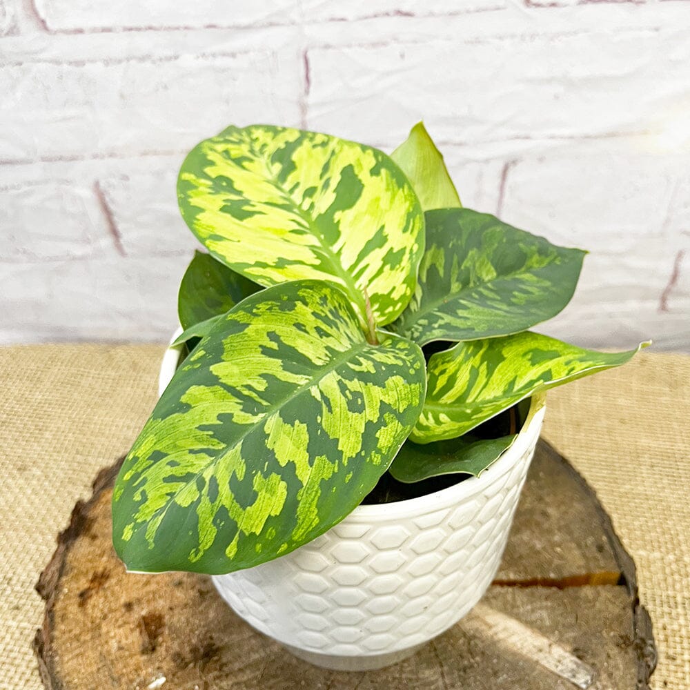 15 - 20cm Homalomena Camouflage Shield Plant 12cm Pot House Plant House Plant