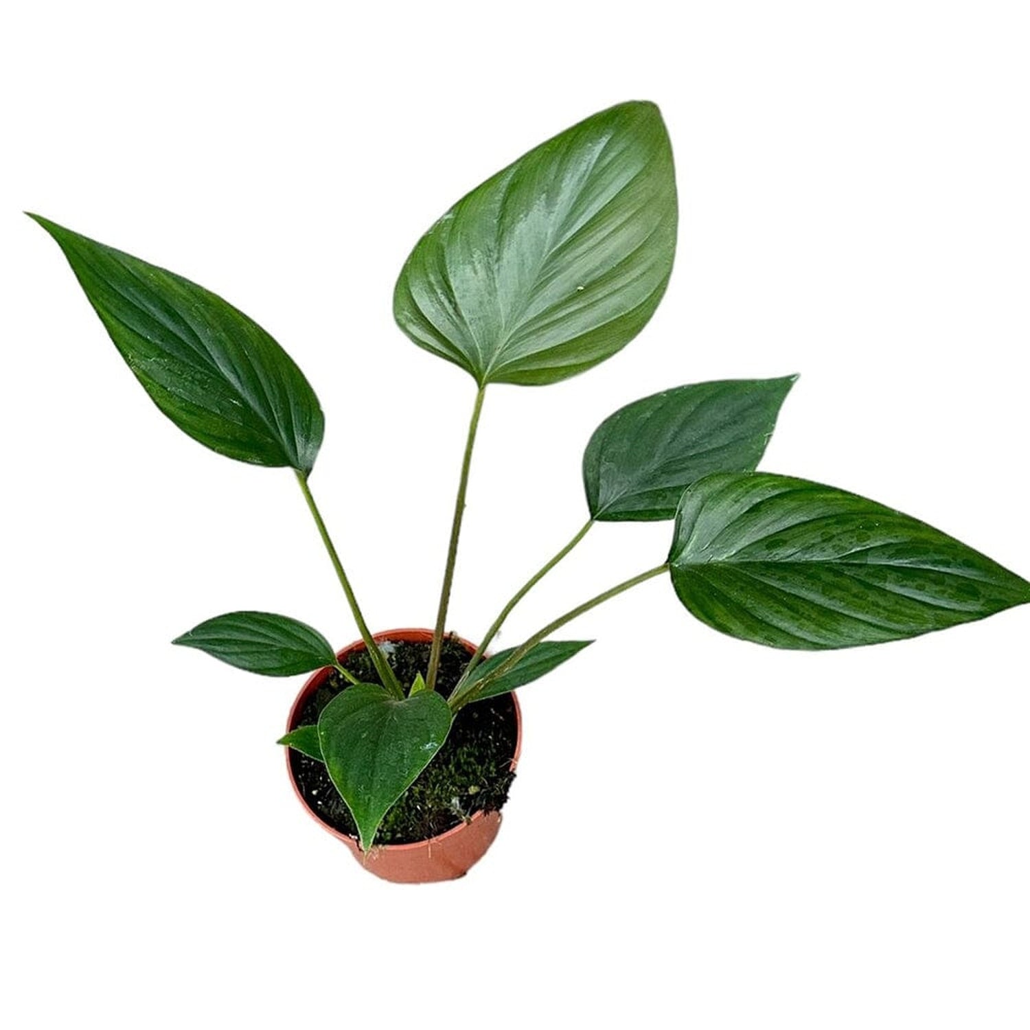 15 - 20cm Homalomena Rubescens Black House Plant 10,5 cm Pot House Plant