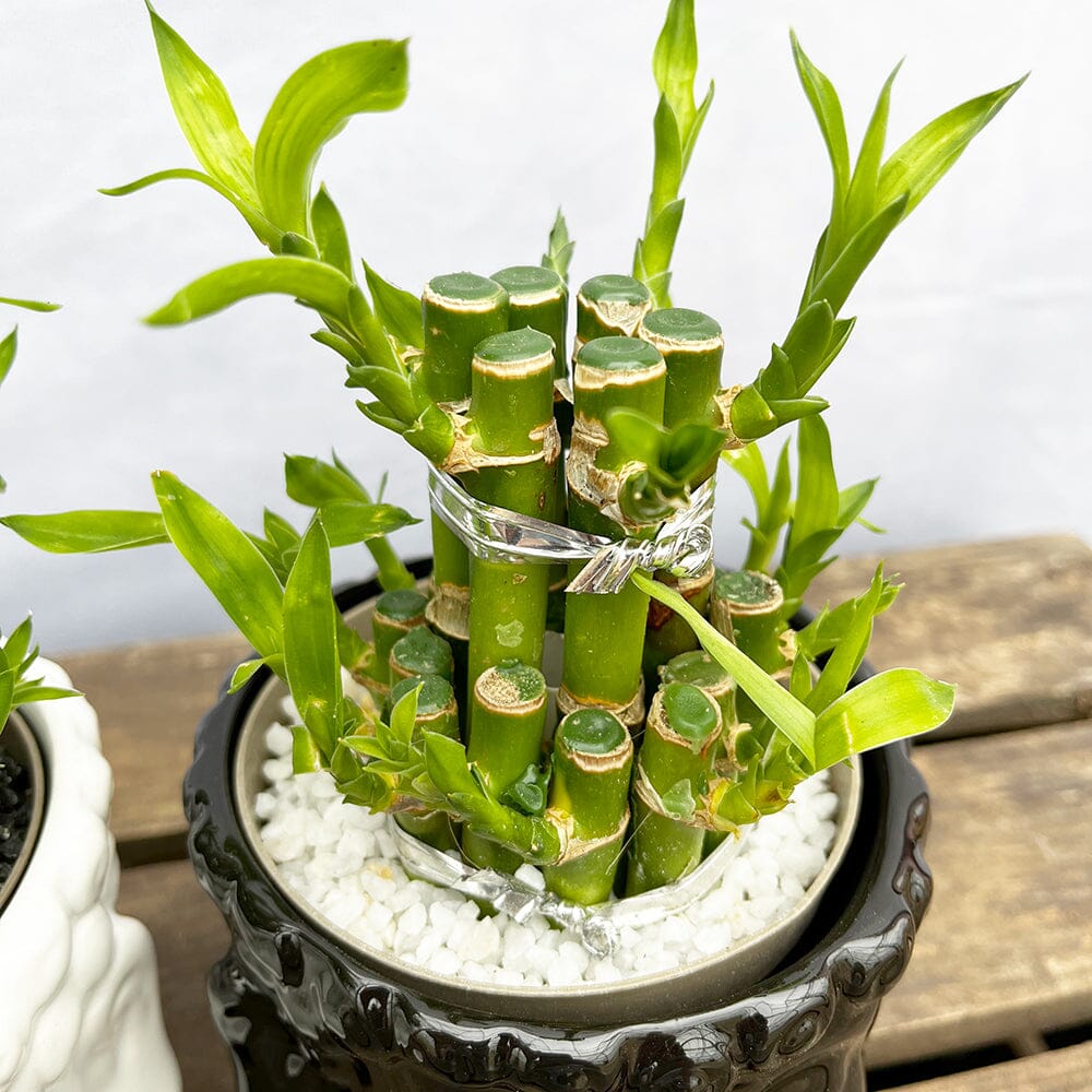 15 - 20cm Lucky Bamboo (With Buddha Ceramic) Dracaena House Plant 15cm Pot 