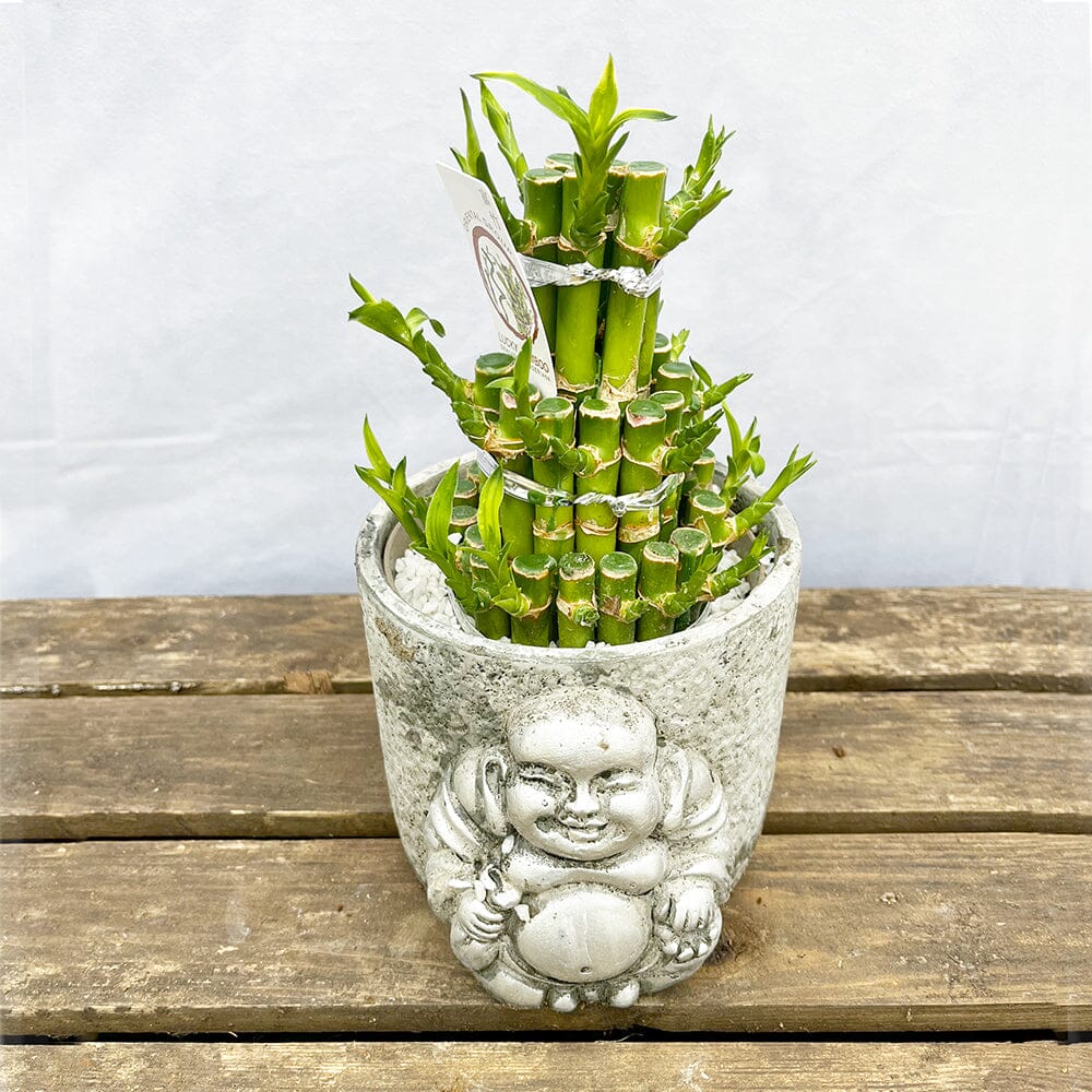 15 - 20cm Lucky Bamboo (With Buddha Ceramic) Dracaena House Plant 15cm Pot 