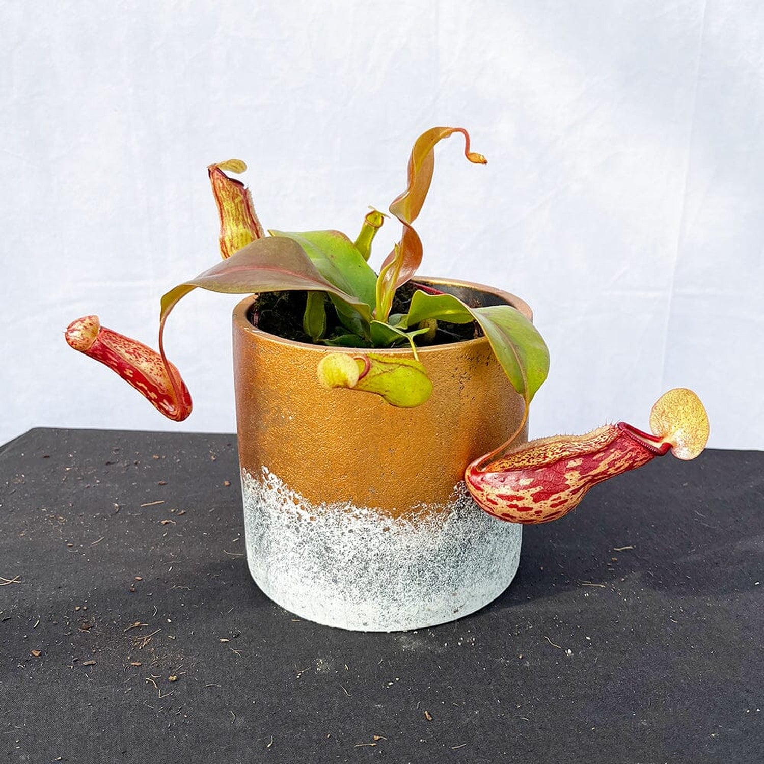 15 - 20cm Nepenthes Gaya In 12cm Pot Monkey Jars House Plant House Plant