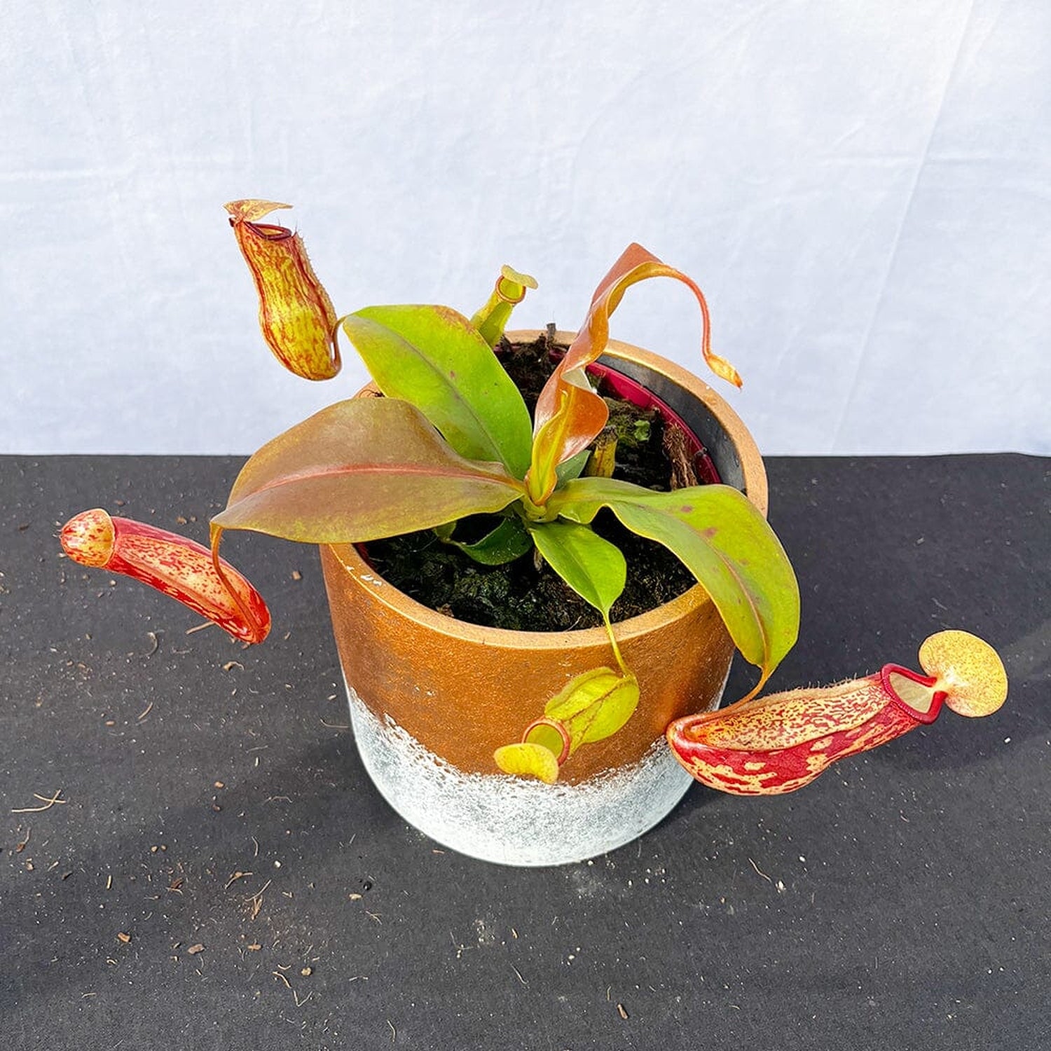 15 - 20cm Nepenthes Gaya In 12cm Pot Monkey Jars House Plant House Plant