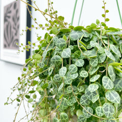 15 - 20cm Peperomia Prostrata Radiator House Plant 11cm Pot House Plant