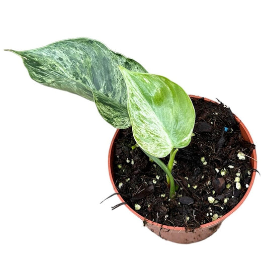 15 - 20cm Philodendron Hederaceum Oxycardium Variegata House Plant 10,5 cm Pot House Plant