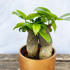 15 - 20cm (Thick Trunk) Double Pachira Aquatica 12cm Pot House Plant House Plant