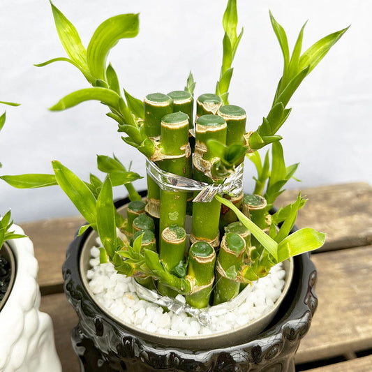 15 - 20cm Twin Lucky Bamboo (With Ceramics) Dracaena House Plant 11cm Pot 