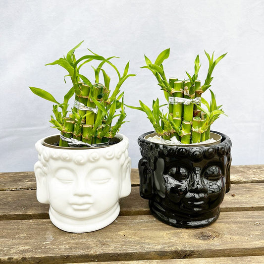 15 - 20cm Twin Lucky Bamboo (With Ceramics) Dracaena House Plant 11cm Pot 