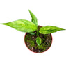 15 - 20cm Variegated Spathiphyllum Aurea Peace Lily 10.5cm Pot House Plant House Plant