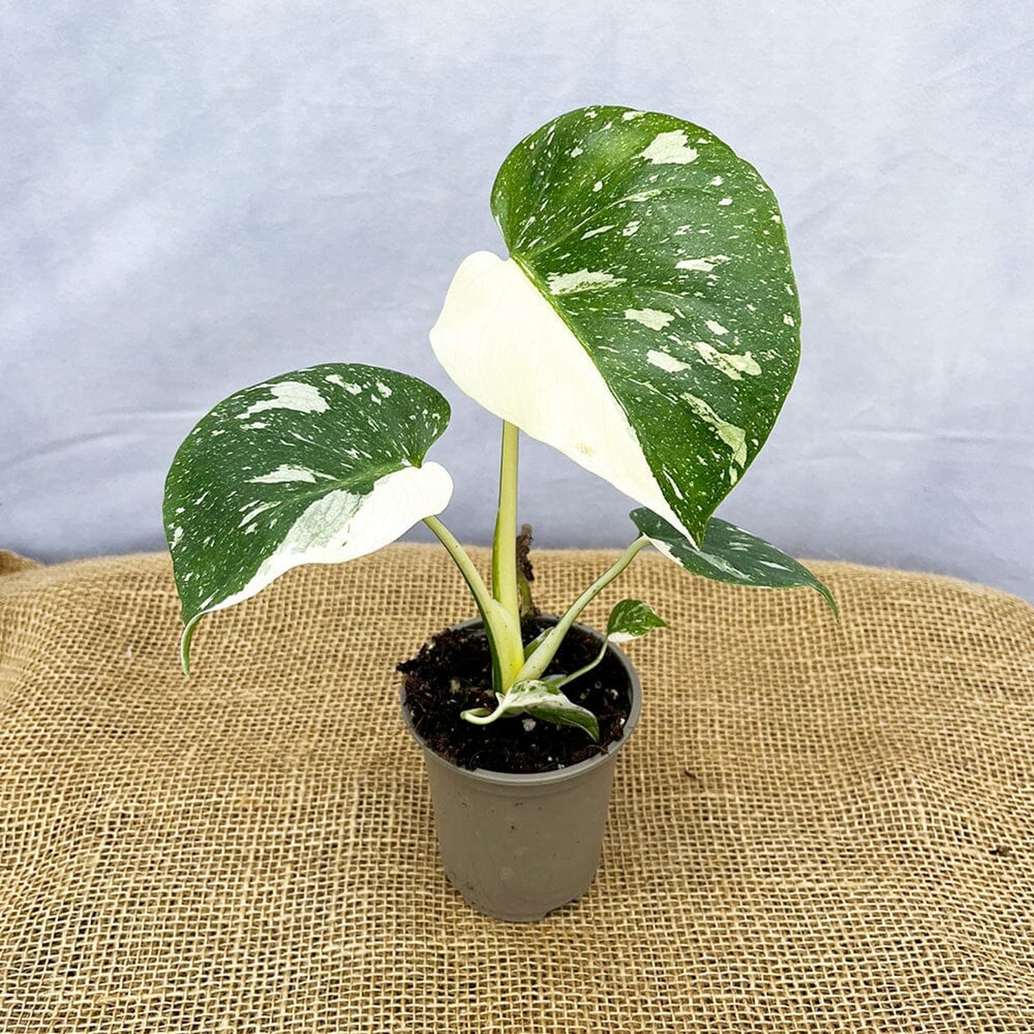 15 - 25 Monstera Thai Constellation Cheese Plant Variegated 9cm Pot House Plant