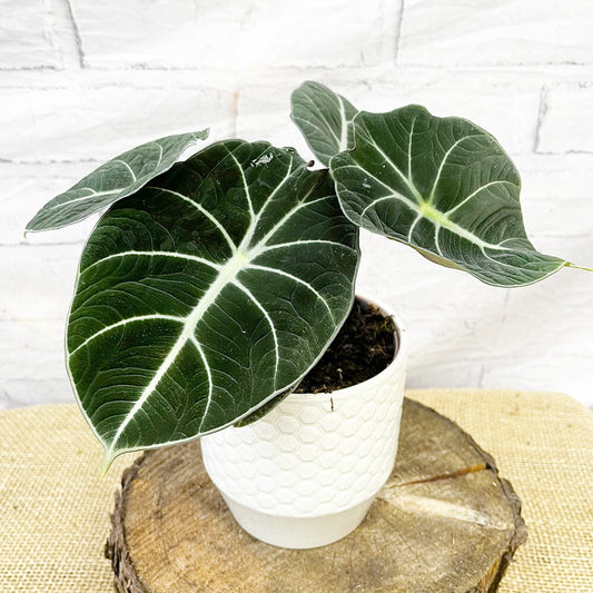 15 - 25cm Alocasia Black Velvet Elephant Ear 14cm Pot House Plant House Plant