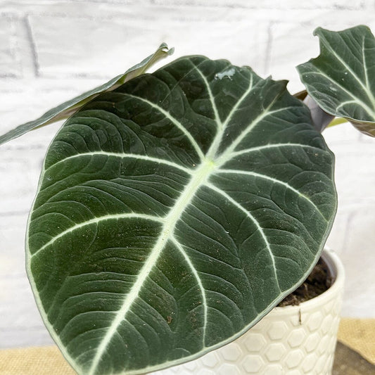 15 - 25cm Alocasia Black Velvet Elephant Ear 14cm Pot House Plant House Plant