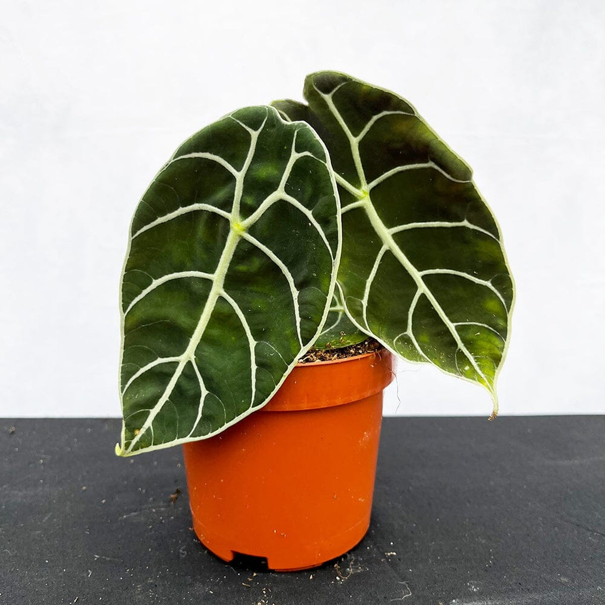 15 - 25cm Alocasia Watsonia Elephant Ear 10cm Pot House Plant House Plant