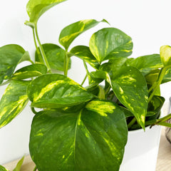 15 - 25cm Epipremnum Aureum Pothos 12cm Pot House Plant House Plant