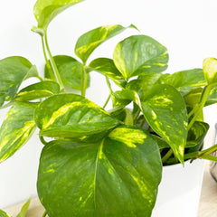 15 - 25cm Epipremnum Aureum Pothos 12cm Pot House Plant House Plant