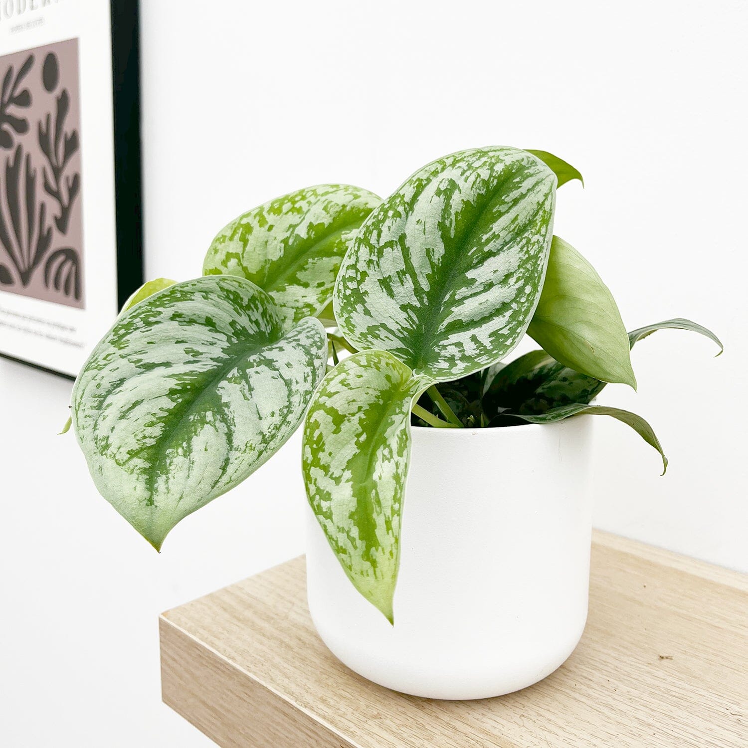 15 - 25cm Epipremnum Exotica Pothos 12cm Pot House Plant House Plant