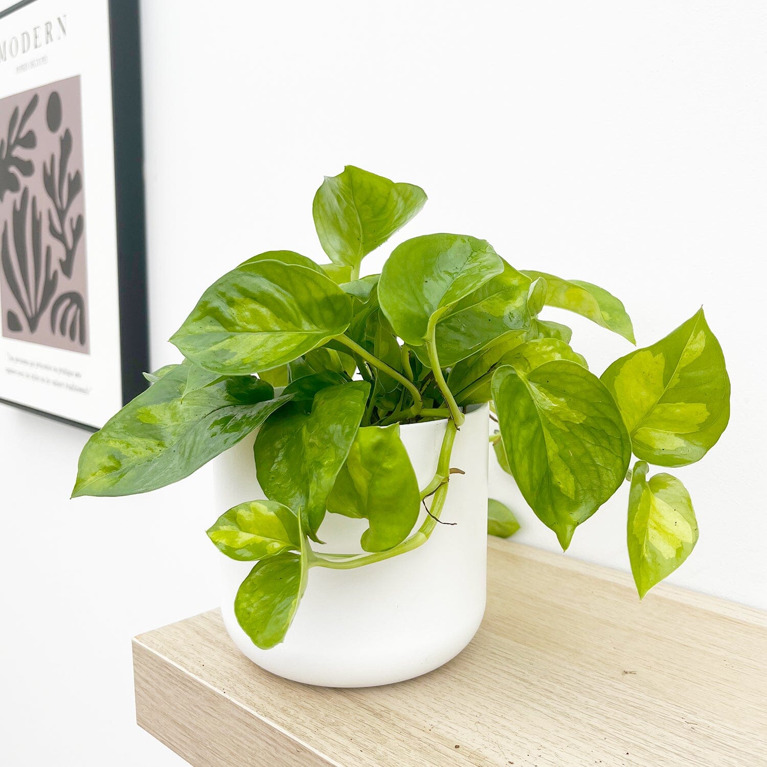 15 - 25cm Epipremnum Global Green Pothos 12cm Pot House Plant House Plant