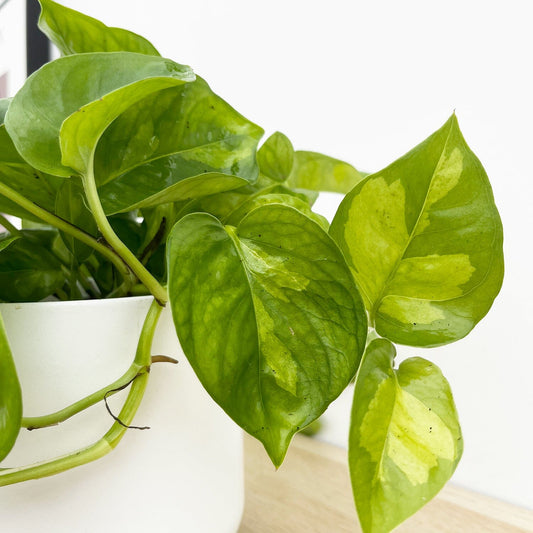 15 - 25cm Epipremnum Global Green Pothos 12cm Pot House Plant House Plant