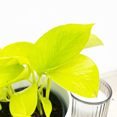 15 - 25cm Epipremnum Golden Pothos 12cm Pot House Plant House Plant