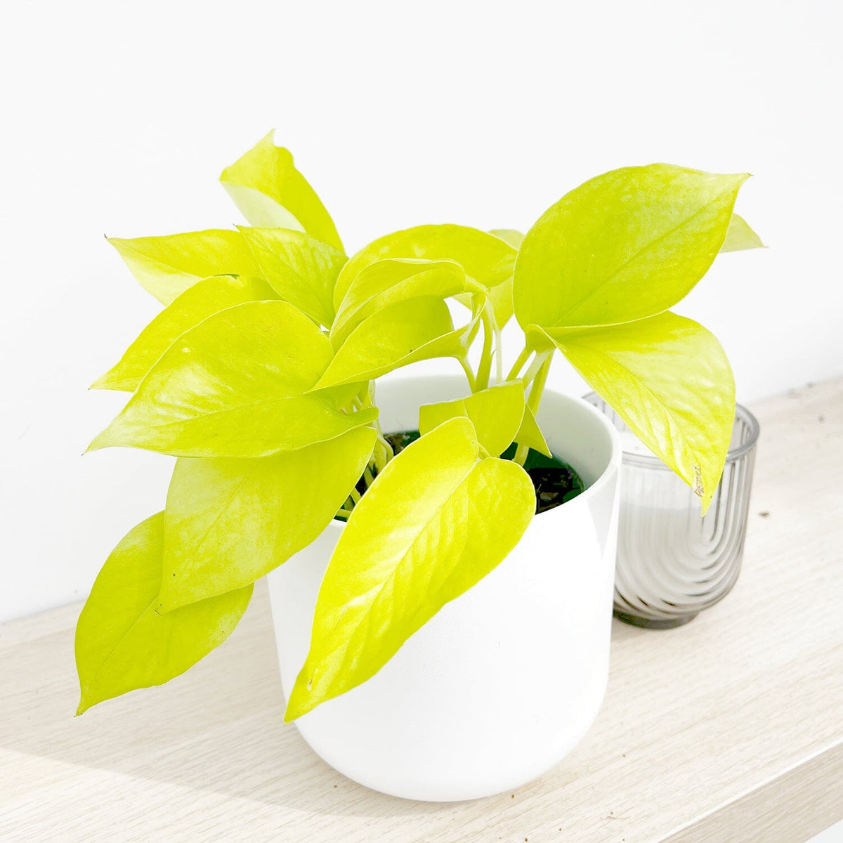 15 - 25cm Epipremnum Golden Pothos 12cm Pot House Plant House Plant