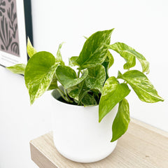 15 - 25cm Epipremnum Marble Queen Pothos 12cm Pot House Plant House Plant