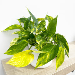 15 - 25cm Epipremnum Njoy Gold 12cm Pot House Plant House Plant