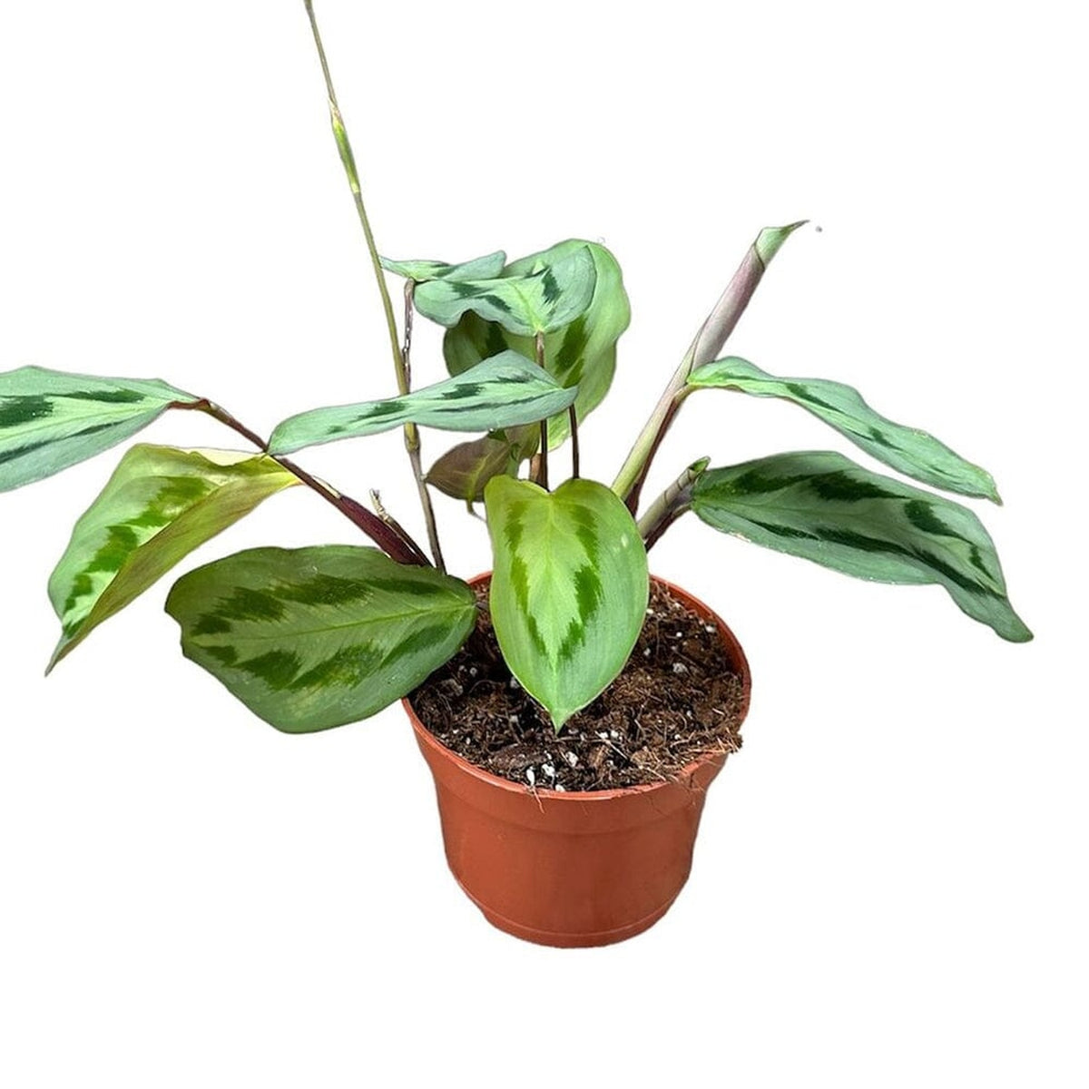 15 - 25cm Maranta Cristata Intense Prayer House Plant 14cm Pot House Plant