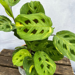 15 - 25cm Maranta Leuconeura Variegata Prayer Plant 12cm Pot House Plant House Plant