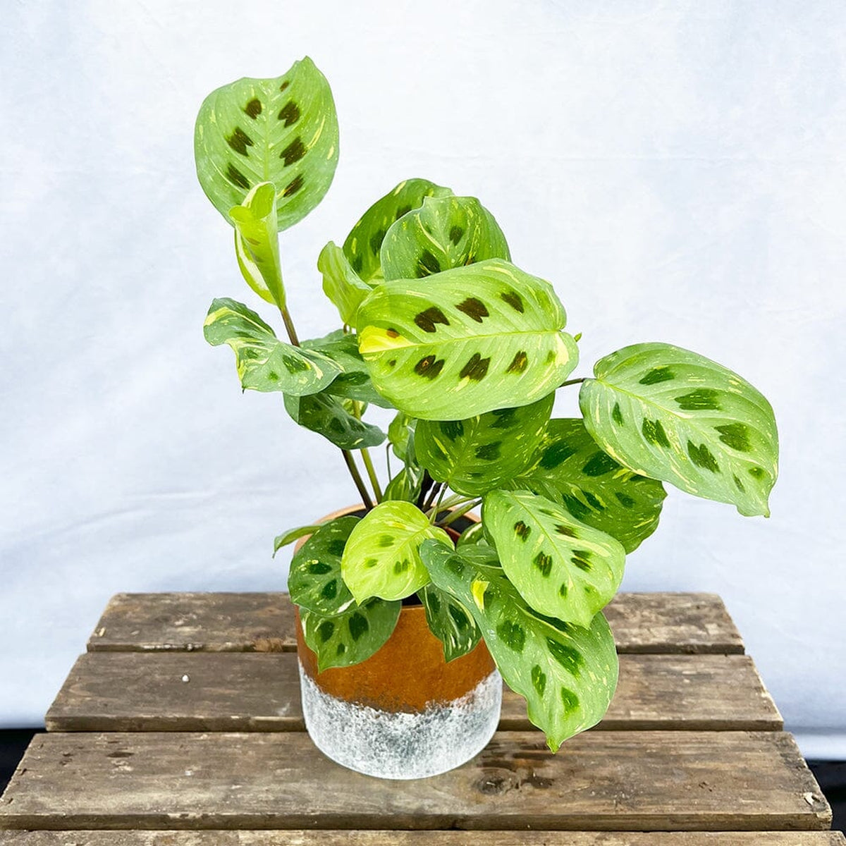 15 - 25cm Maranta Leuconeura Variegata Prayer Plant 12cm Pot House Plant House Plant