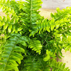 15 - 25cm Nephrolepis Fern 12cm Pot House Plant House Plant