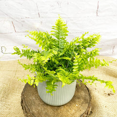 15 - 25cm Nephrolepis Fern 12cm Pot House Plant House Plant