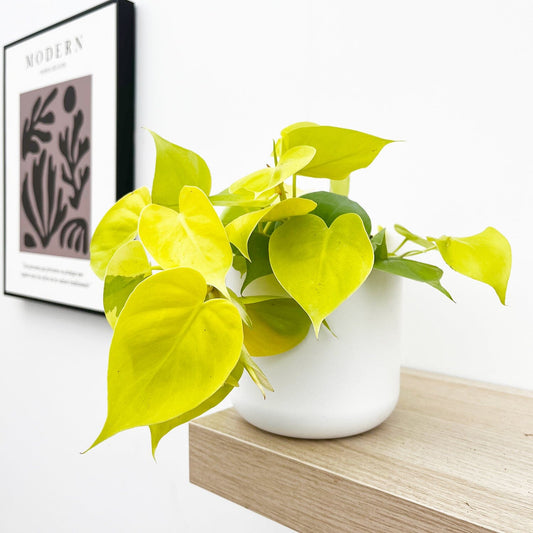 15 - 25cm Philodendron Lemon Micans Pothos 12cm Pot House Plant House Plant