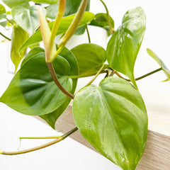 15 - 25cm Philodendron Scandens Pothos 12cm Pot House Plant House Plant