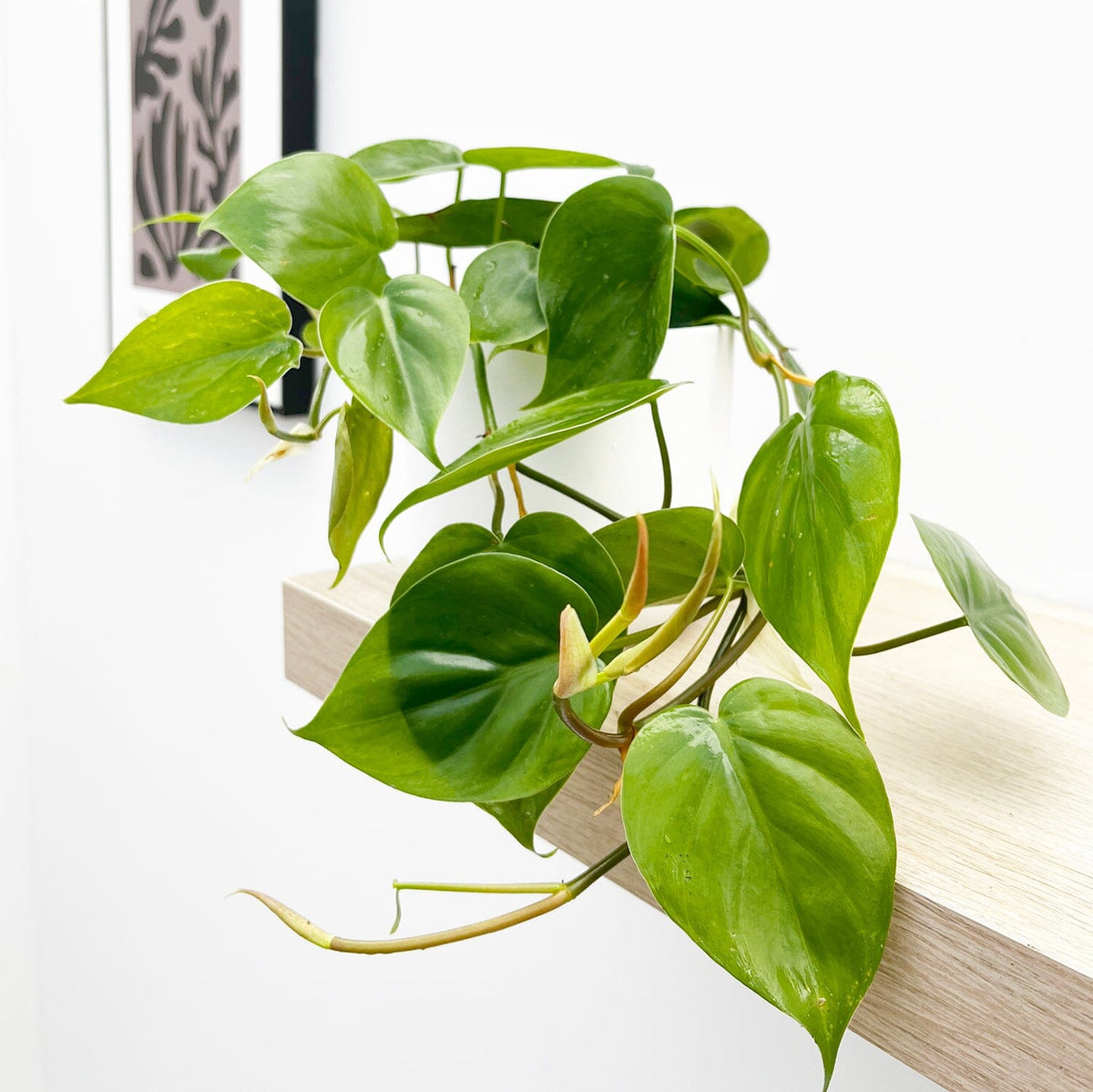 15 - 25cm Philodendron Scandens Pothos 12cm Pot House Plant House Plant