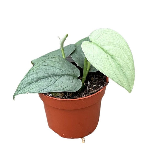 15 - 25cm Scindapsus Silver Hero Pothos 10cm Pot House Plant House Plant