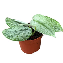 15 - 25cm Scindapsus Silver Splash Pothos 10cm Pot House Plant House Plant